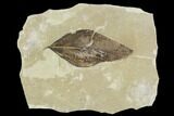 Fossil Leaf (Celtis)- Green River Formation, Utah #110393-1